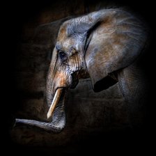 Схема вышивки «Слон»