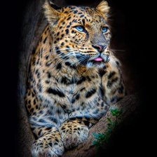 Схема вышивки «Леопард»