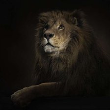 Схема вышивки «Лев»