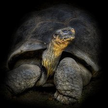 Схема вышивки «Черепаха»