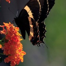 Схема вышивки «Бабочка»