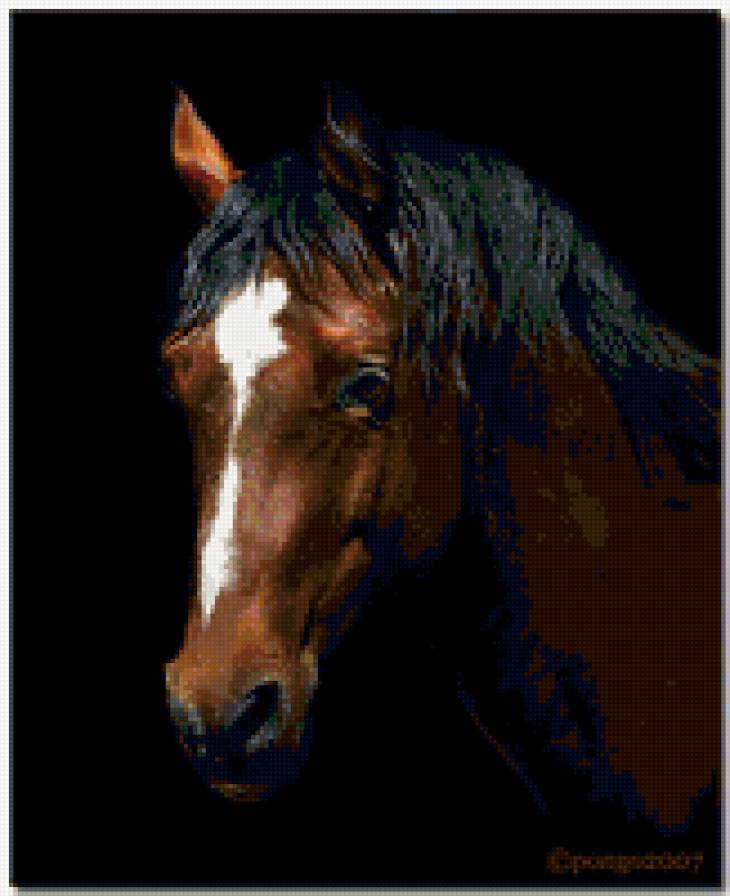 Лошадь - лошади, животные - предпросмотр