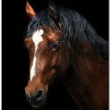 Схема вышивки «Лошадь»