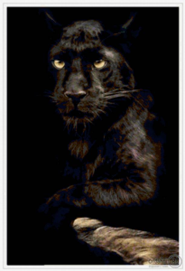 Чёрная пантера - животные, кошки - предпросмотр