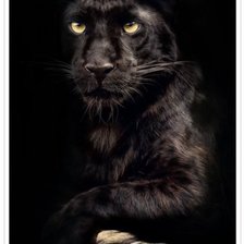 Схема вышивки «Чёрная пантера»