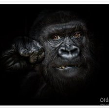 Схема вышивки «Горилла»