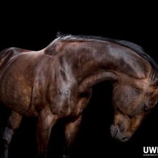 Схема вышивки «Гнедой»