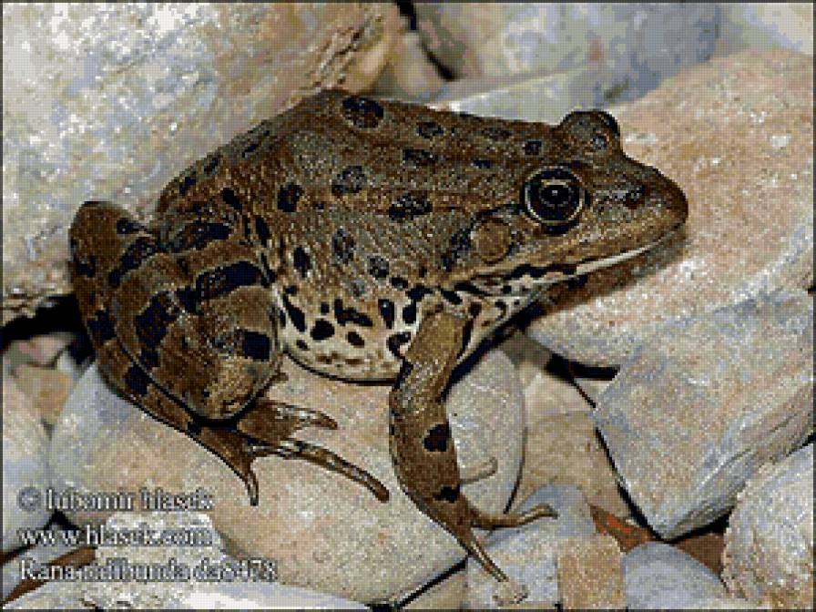 Серия "Лягушки" 4 - предпросмотр