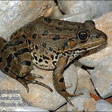 Схема вышивки «Серия "Лягушки" 4»