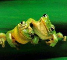 Схема вышивки «Серия "Лягушки" 17»