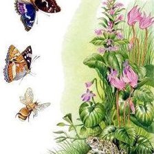 Схема вышивки «Серия "Лягушки" 23»