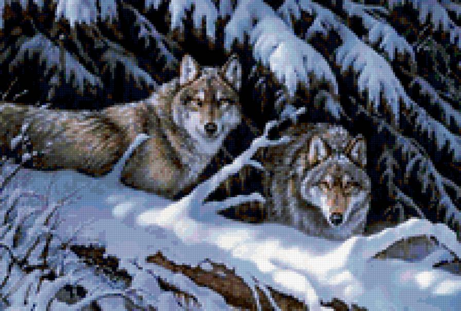 волки - елки, волки, снег, лес, зимний лес - предпросмотр