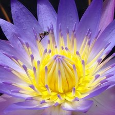 Схема вышивки «Кувшинка»