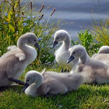 Схема вышивки «Гуси-лебеди»