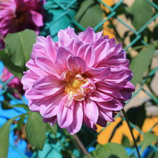 Схема вышивки «астра»