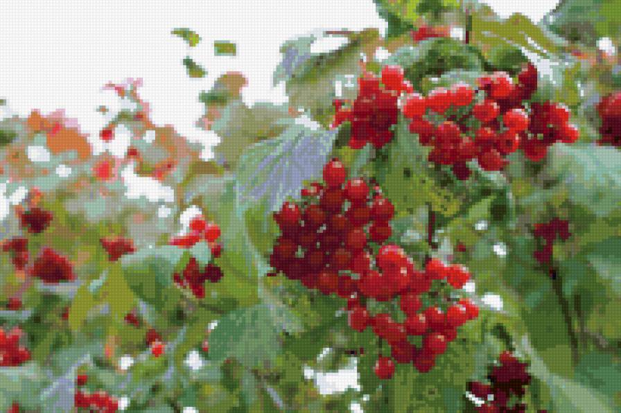 Калина - предпросмотр