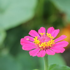 Схема вышивки «цветок»