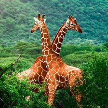 Схема вышивки «Жирафы»