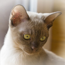 Схема вышивки «задумчивый кот»