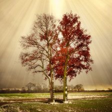 Схема вышивки «золото и пурпур осени»