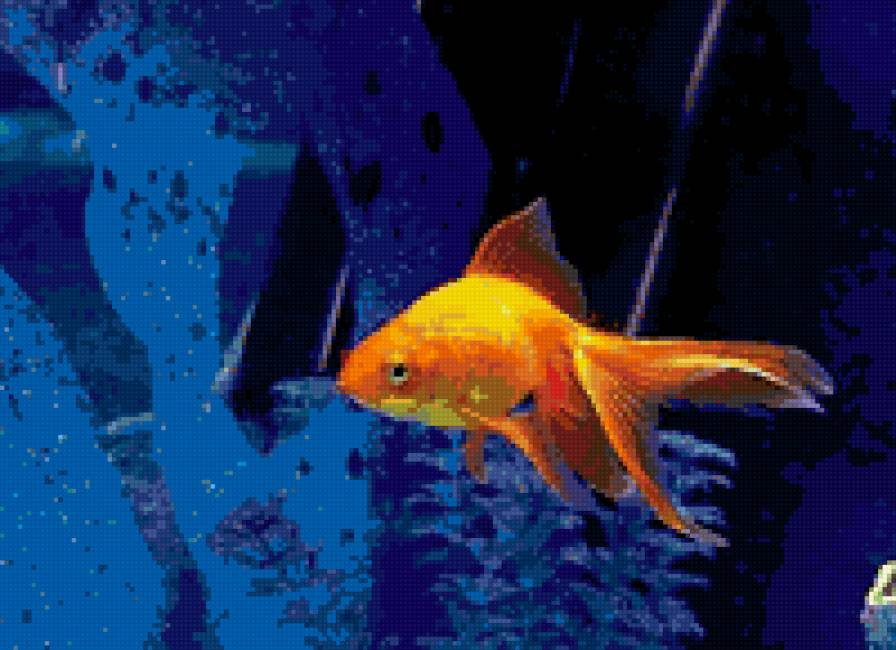 рыбка - рыбка - предпросмотр