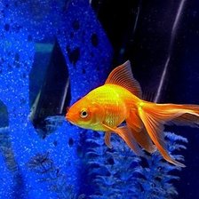 Схема вышивки «рыбка»