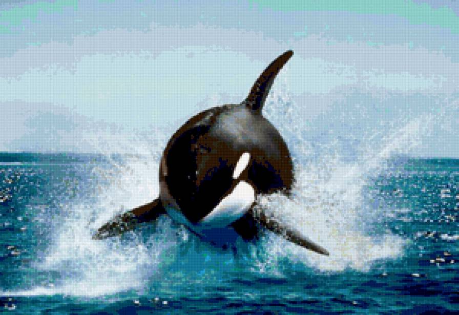 Касатка - море, океан, касатка, рыба - предпросмотр