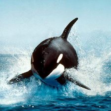 Схема вышивки «Касатка»