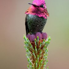 Птичка невеличка