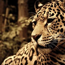 Схема вышивки «Серия "Дикие кошки" Леопард»