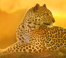 Схема вышивки «леопард»