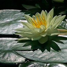 Схема вышивки «Белая кувшинка»