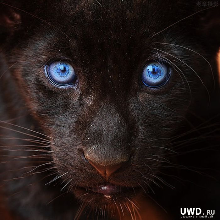 Чёрная пантера - кошки, животные - оригинал