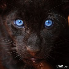 Схема вышивки «Чёрная пантера»