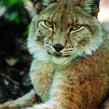 Схема вышивки «Рысь»