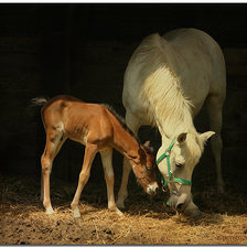 Схема вышивки «Лошадь с жеребёнком»