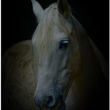 Схема вышивки «Белая лошадь»