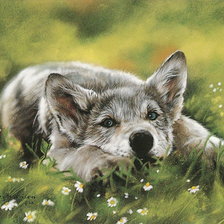 Схема вышивки «Волчонок»