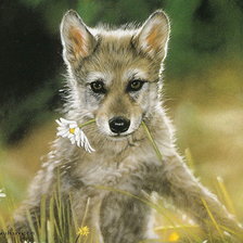 Схема вышивки «Волчонок с ромашкой»