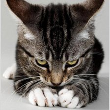 Схема вышивки «Котёнок»