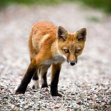 Схема вышивки «Лисёнок»