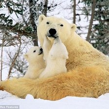 Схема вышивки «Медведица с медвежатами»