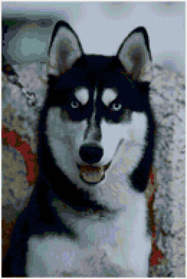 Красавец хаски - хаски, собака - предпросмотр