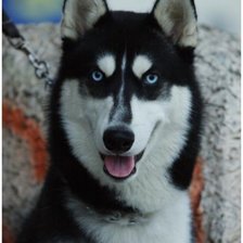 Красавец хаски