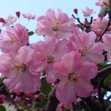 Схема вышивки «Сакура»