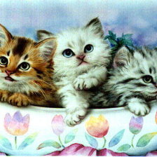 Рыжий, белый, серый