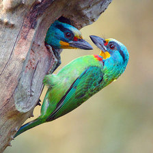 Схема вышивки «Птички»