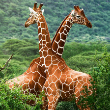 Схема вышивки «Жирафы»