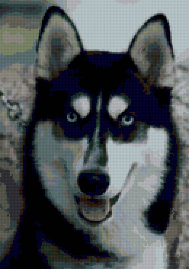 Хаски - хаски, собака, животные - предпросмотр