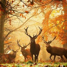 Схема вышивки «Олени в осеннем лесу»